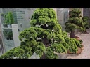 Bonsai tree