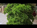 Bonsai tree
