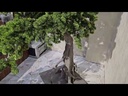 Bonsai tree