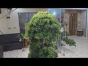 Bonsai tree