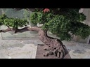 Bonsai tree