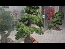 Bonsai tree