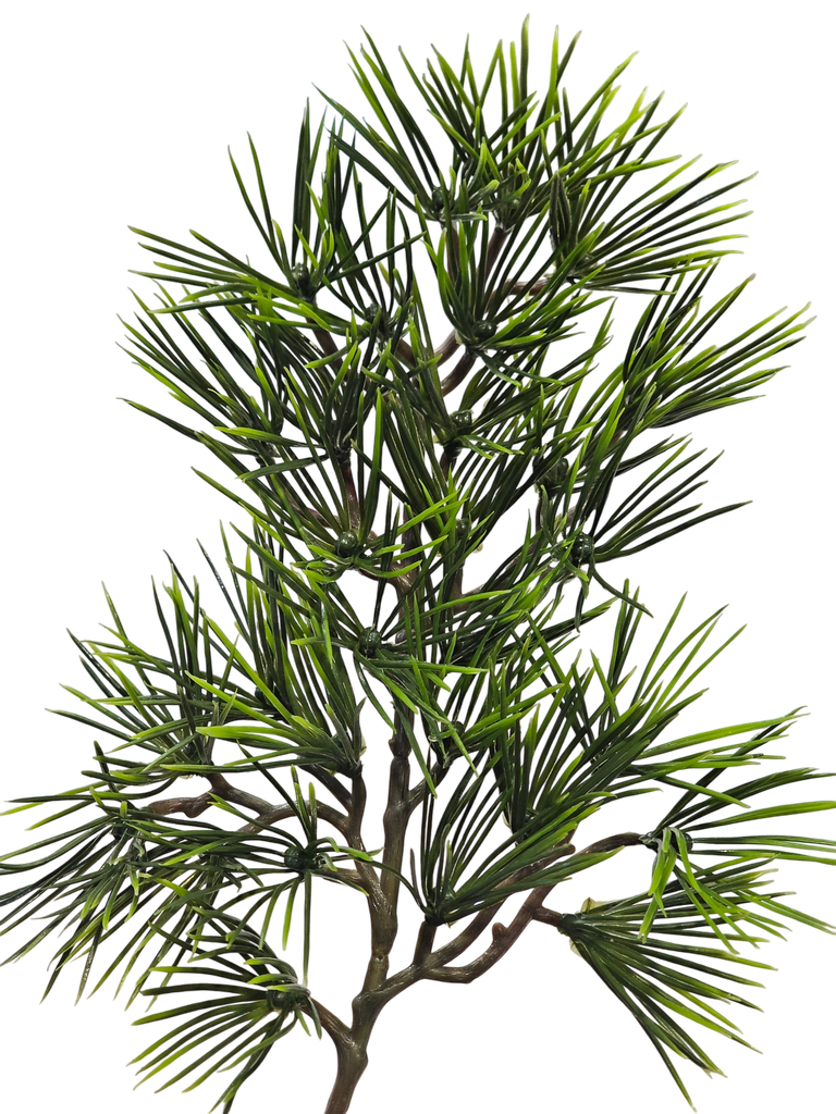 Bonsai tree