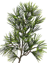 Bonsai tree