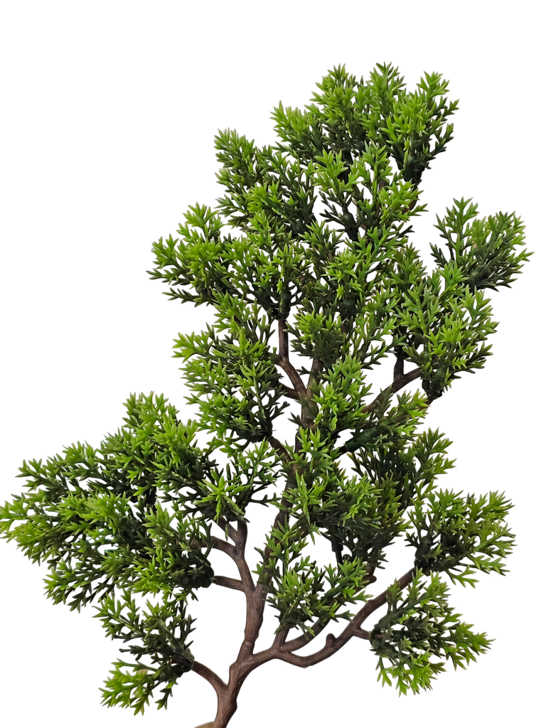 Bonsai tree