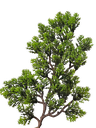 Bonsai tree