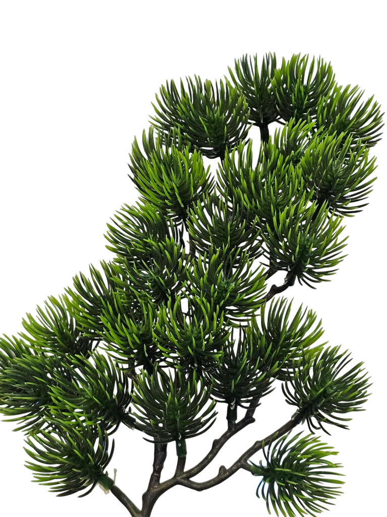 Bonsai tree