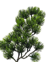 Bonsai tree