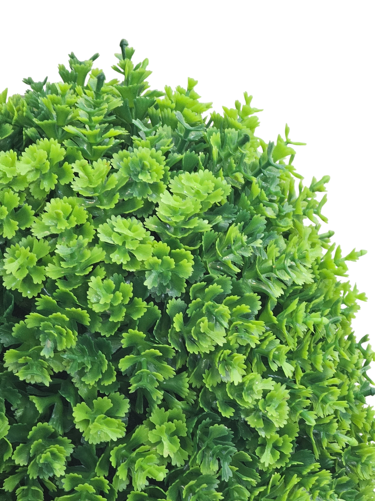 داری سایپرس