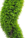 سایپرس عەلەزۆنی