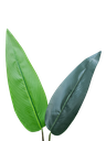دار مۆز 110 سانتیم
