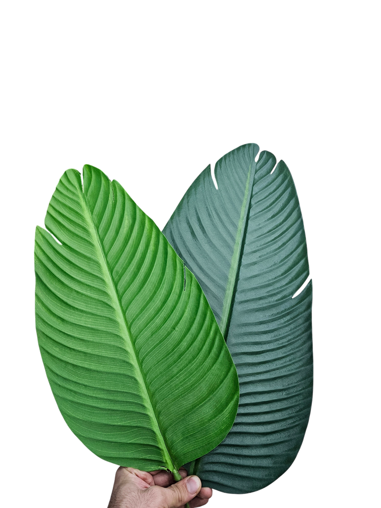 داری مۆز 1.4 مەتر