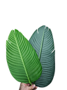 داری مۆز 1.4 مەتر