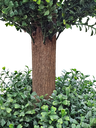 دار