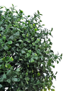دار