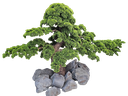 Bonsai tree