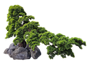 Bonsai tree