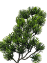 Bonsai tree