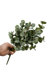 کالیپتۆس