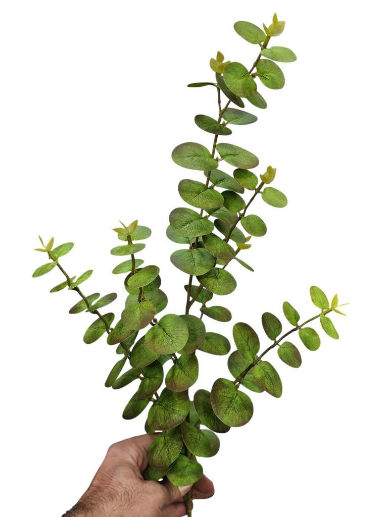 تاکی کالیپتۆس