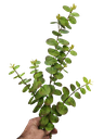 تاکی کالیپتۆس