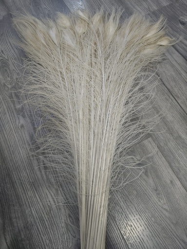 Peacock's Tail