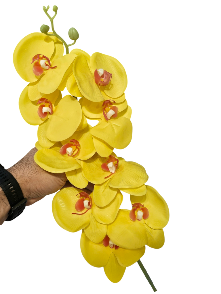 ئۆرکید