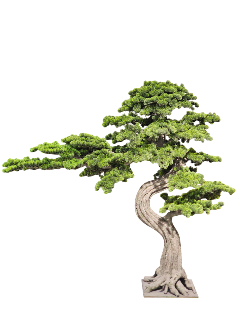 Bonsai tree