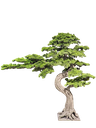 داری بۆنسای