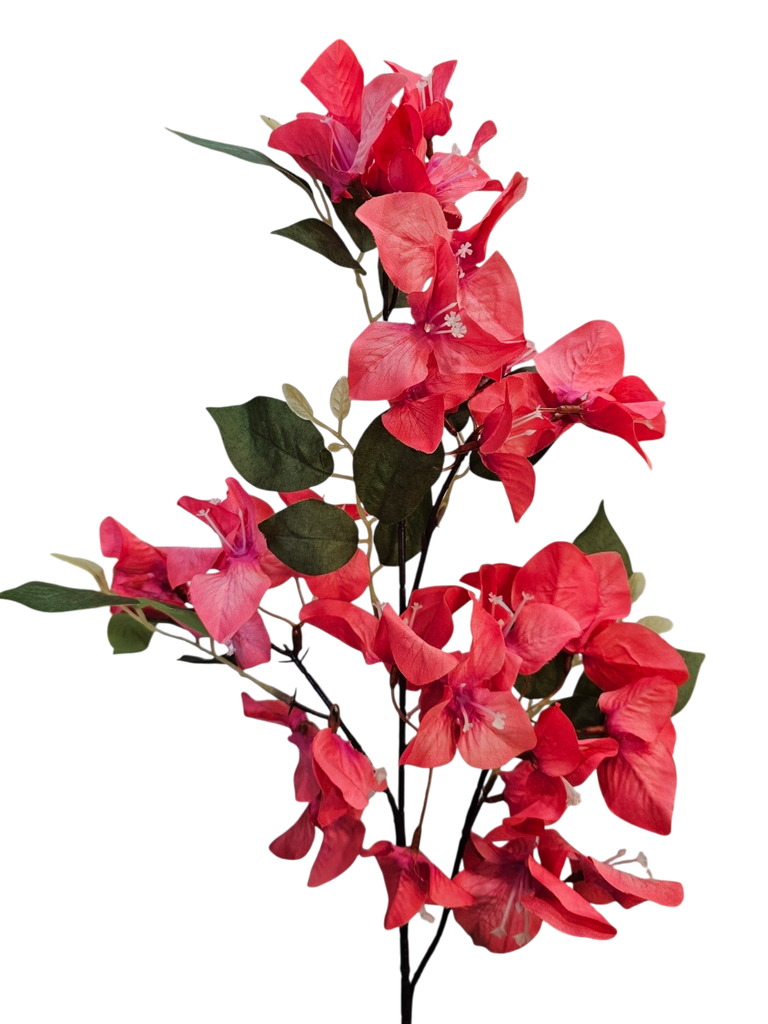 pink bougainvillea
