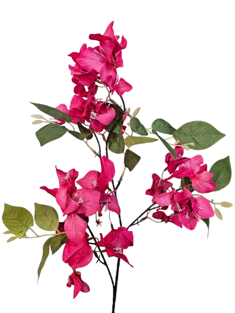 dark pink bougainvillea