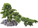 Bonsai tree