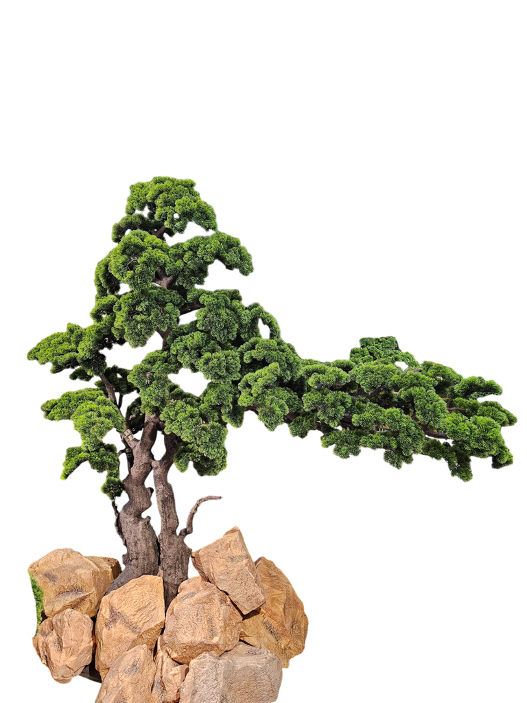 Bonsai tree