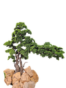 Bonsai tree