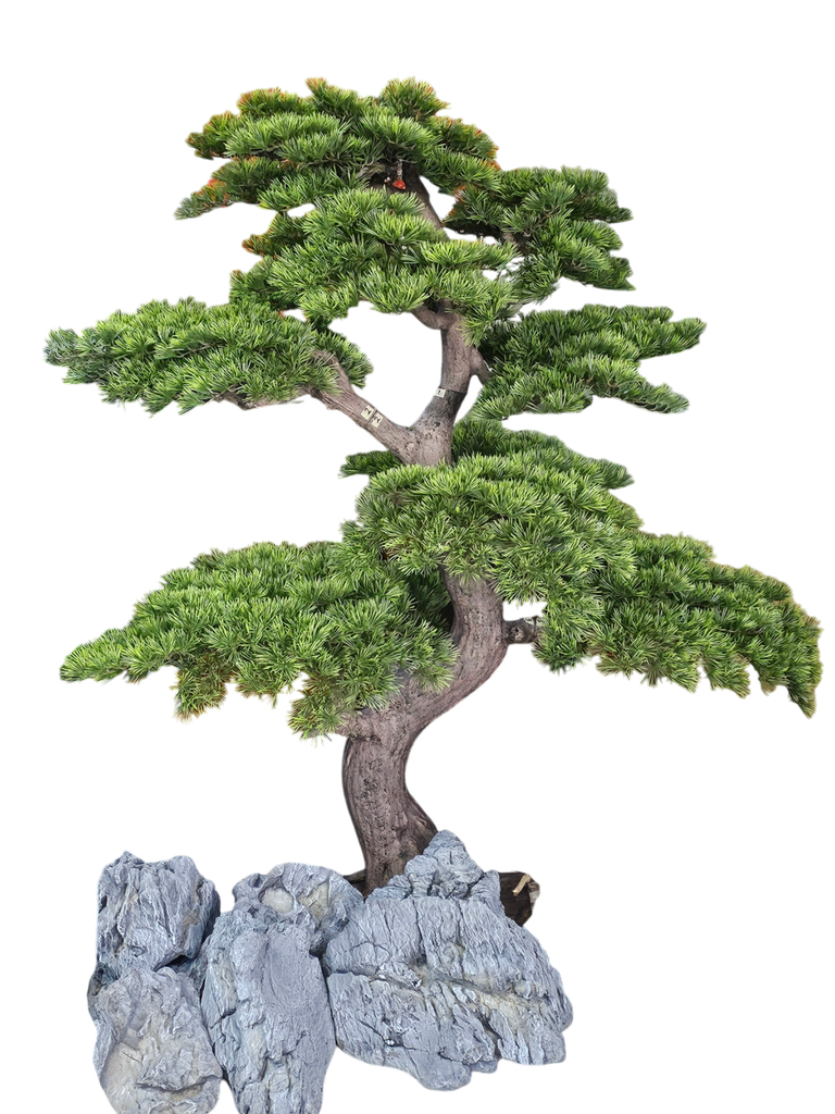 شجرە بونسای