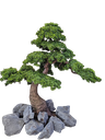 Bonsai tree