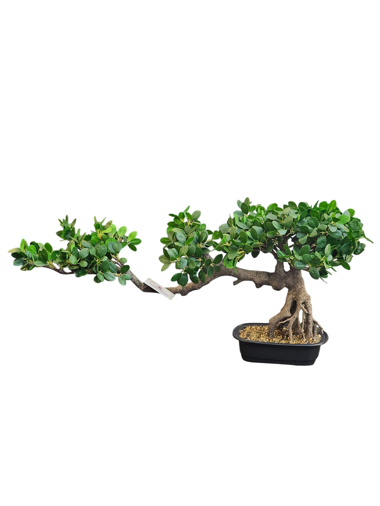 Bonsai tree
