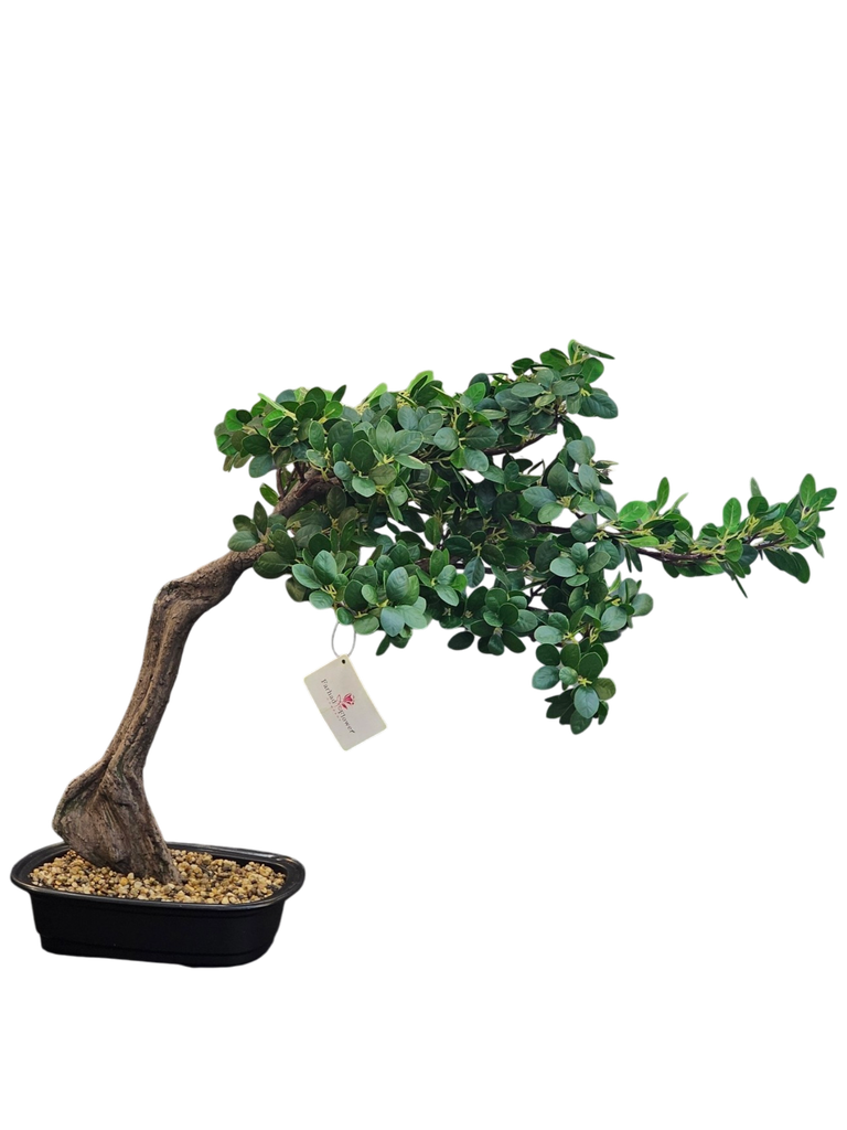 Bonsai tree