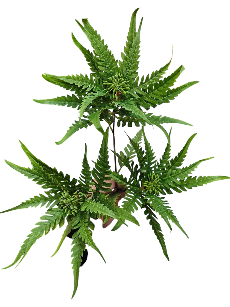 تاکی سەوز