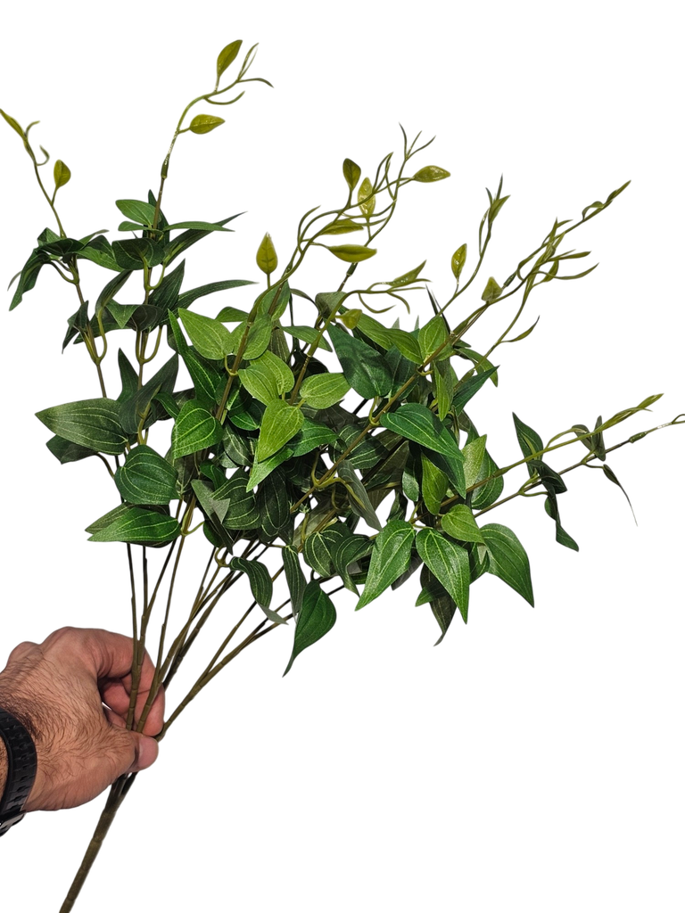 تاکی سەوز