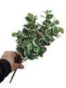 کالیپتۆس