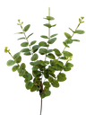 تاکی کالیپتۆس