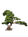 Bonsai tree