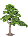 Bonsai tree