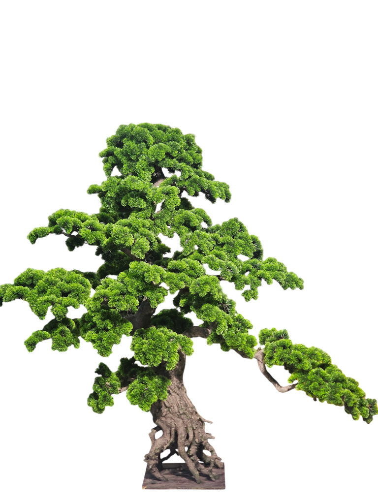 Bonsai tree