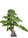 Bonsai tree