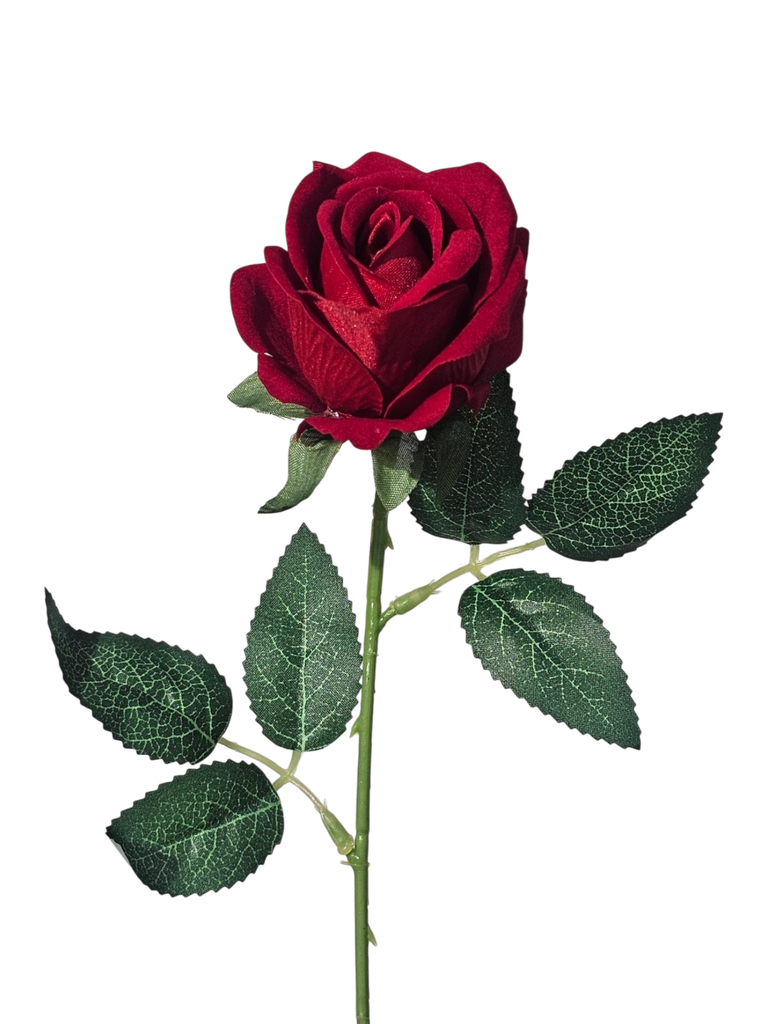 ڕۆزی تاک سۆر