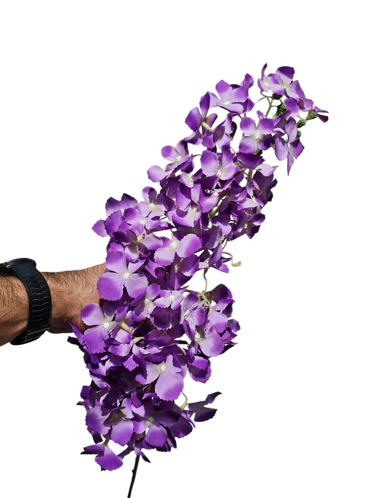 گوڵی نوێ مۆر