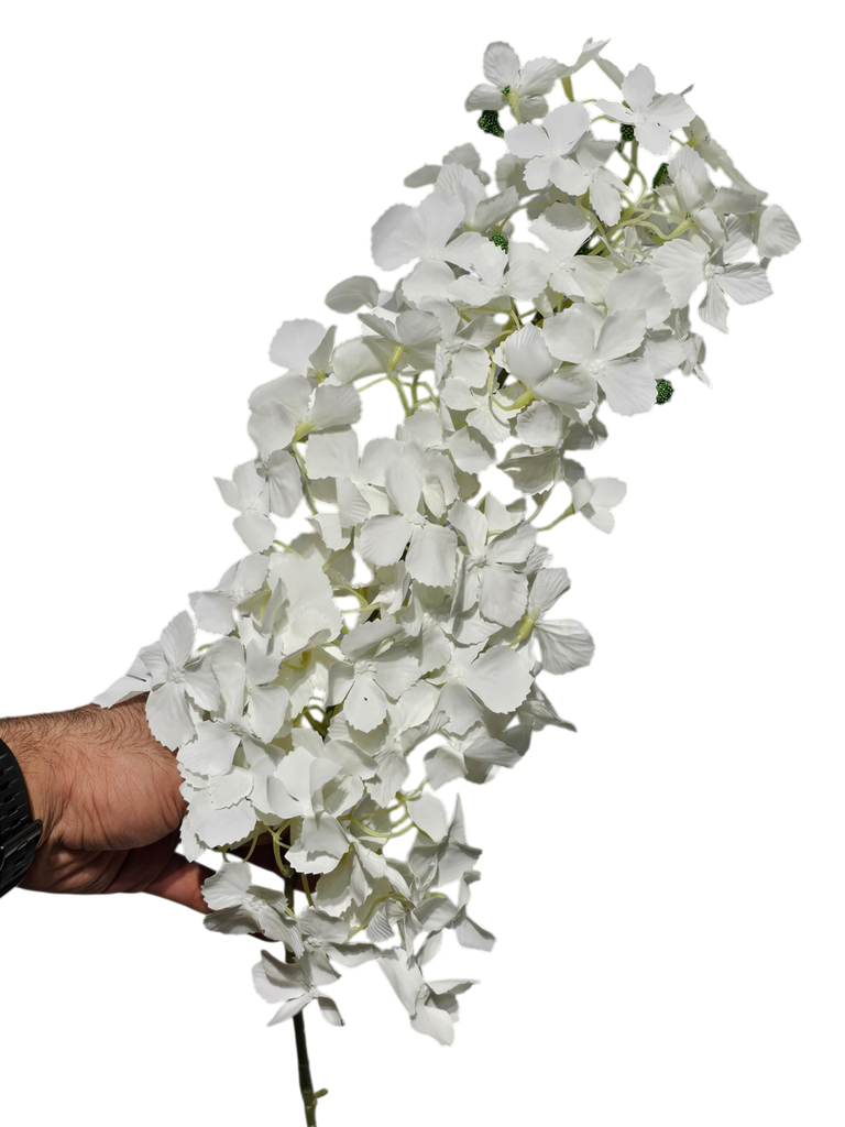 گوڵی نوێ سپی