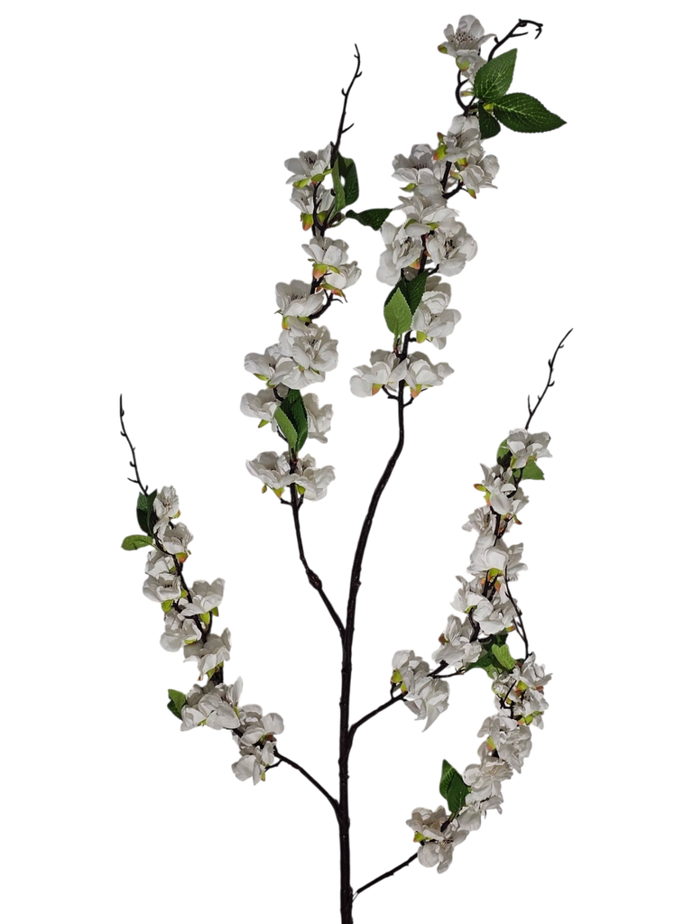 تاکی سپی